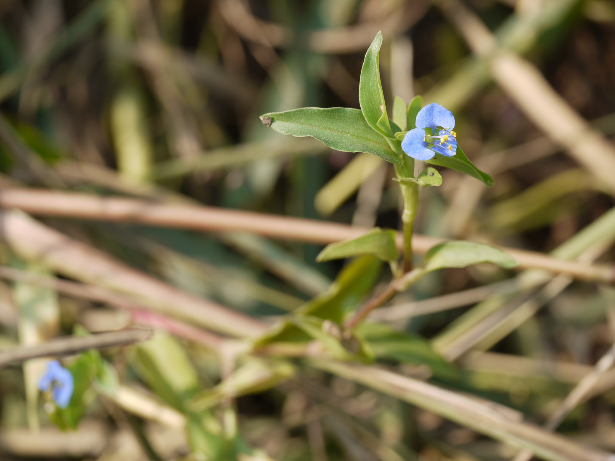 Commelina sp.