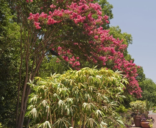 crepemyrtle