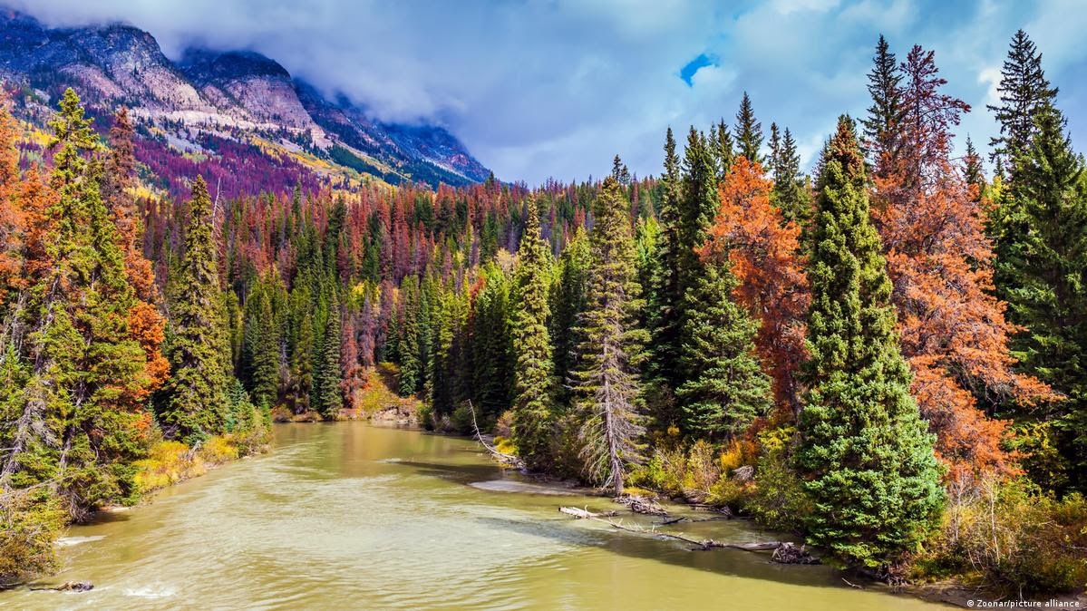 A river runs through a bright forest in the Canadian Rockies
