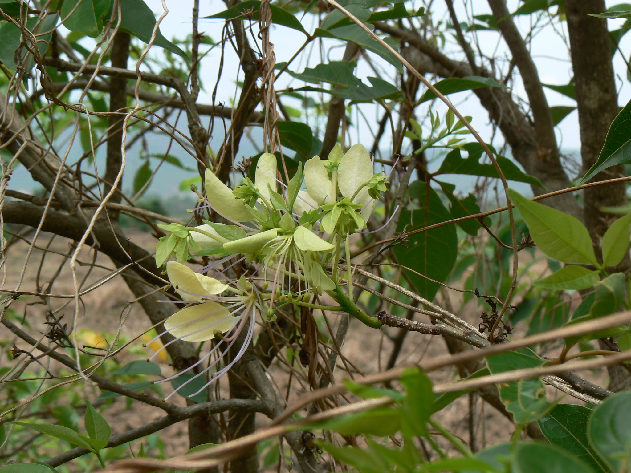 Crateva adansonii subsp. odora (Buch.-Ham.) Jacobs