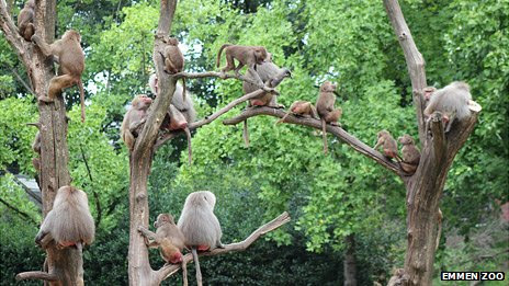 Emmen Zoo baboons in trees