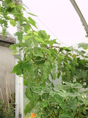 Lakemont seedless grape climbing over south door Lakemont seedless grape climbing over south door