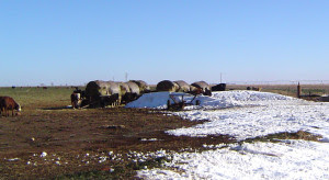 Cattle health following Winter Storm Goliath will continue to be a concern for producers. (Texas A&M AgriLife Extension Service photo by Dr. Ted McCollum)