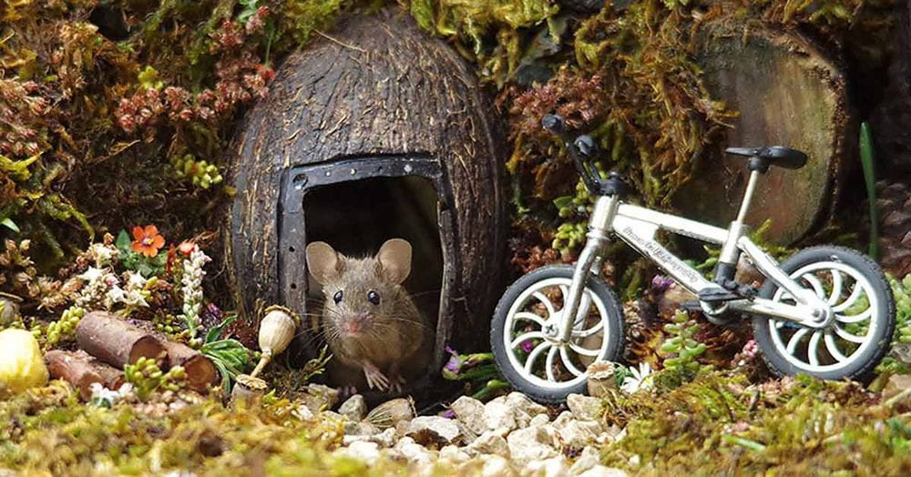 Photographer Builds A Tiny Village For A Mouse He Found In His Yard Photographer Builds A Tiny Village For A Mouse He Found In His Yard