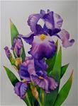 Purple Irises - Posted on Monday, November 24, 2014 by Nel Jansen