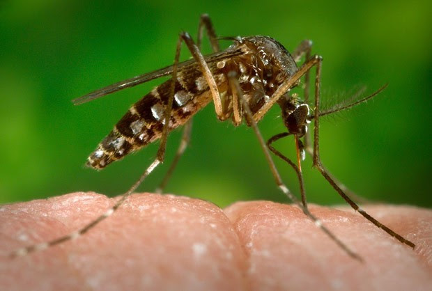 Aedes aegypti, que transmite dengue e chikungunya, também pode transmitir o zika vírus (Foto: CDC-GATHANY/PHANIE/AFP) Aedes aegypti, que transmite dengue e chikungunya, também pode transmitir o zika vírus (Foto: CDC-GATHANY/PHANIE/AFP)