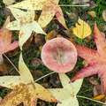 How to use dead leaves in the garden in fall? © Robert J Pierson