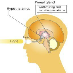 pineal-gland-and-eye