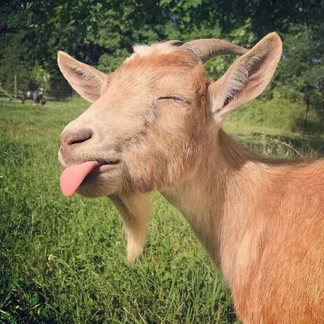 Goat-Billy-sticking-tongue-out