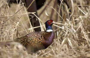 pheasant