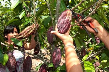 APPROCAP enviará 12 toneladas de cacao a España este año