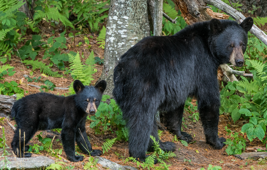Black bear sow and cub in forest