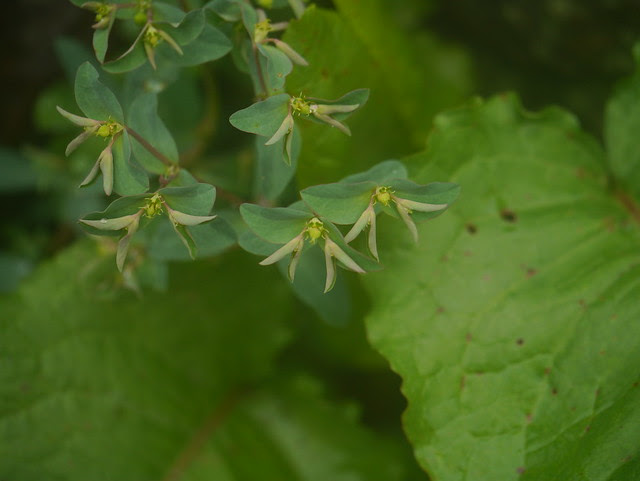 Euphorbia maddenii