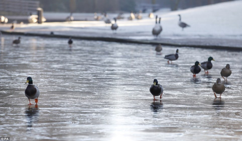 You must be quackers to walk on that ice! Ducks search for food on a frozen lake at Bramhall Park in Stockport after a heavy overnight frost