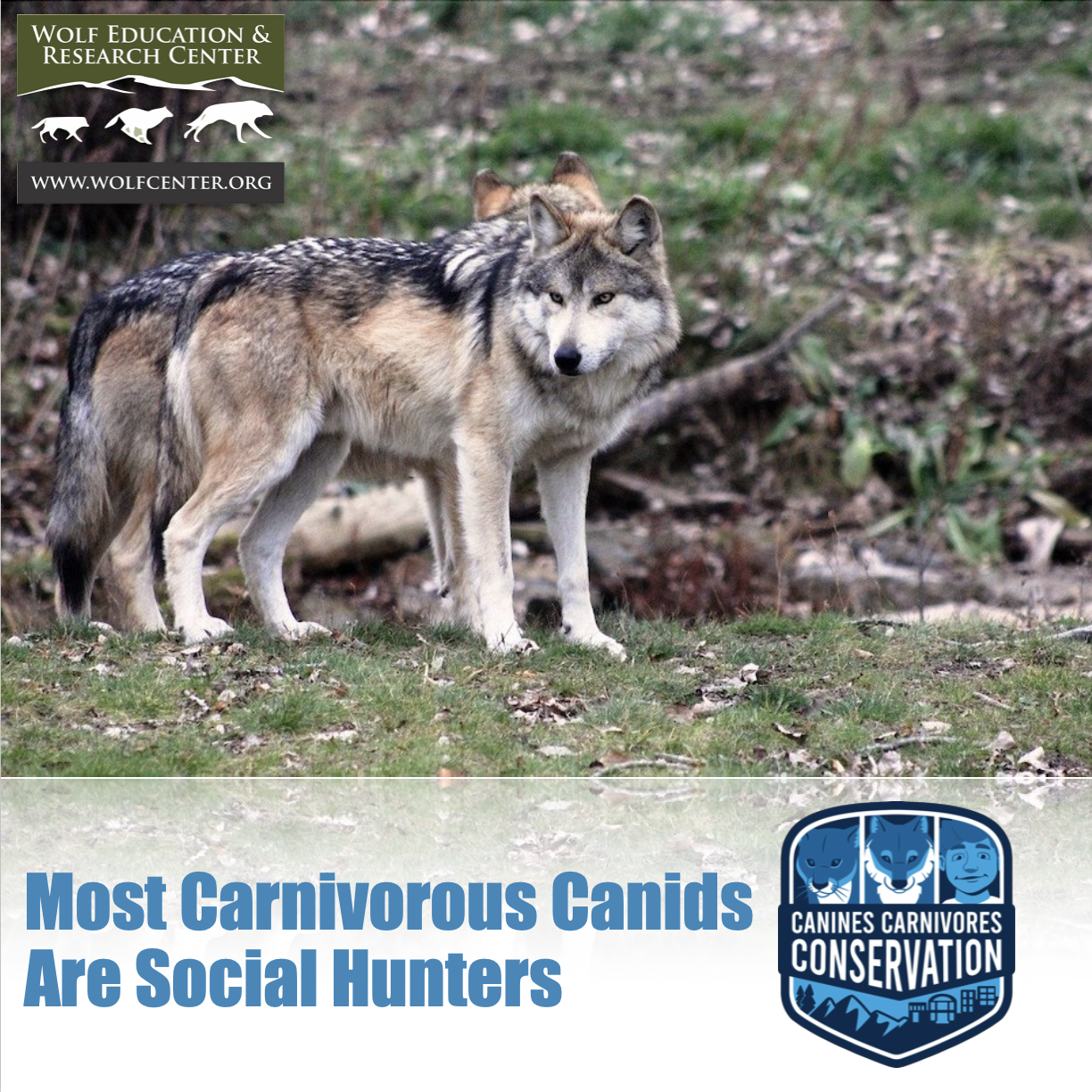 Helping You Make The Argument to Save Wolves - The Wolf Center