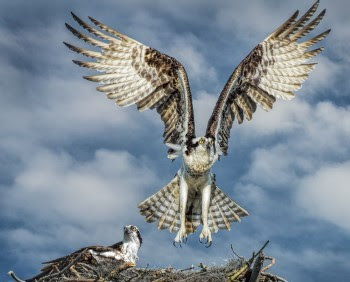 osprey