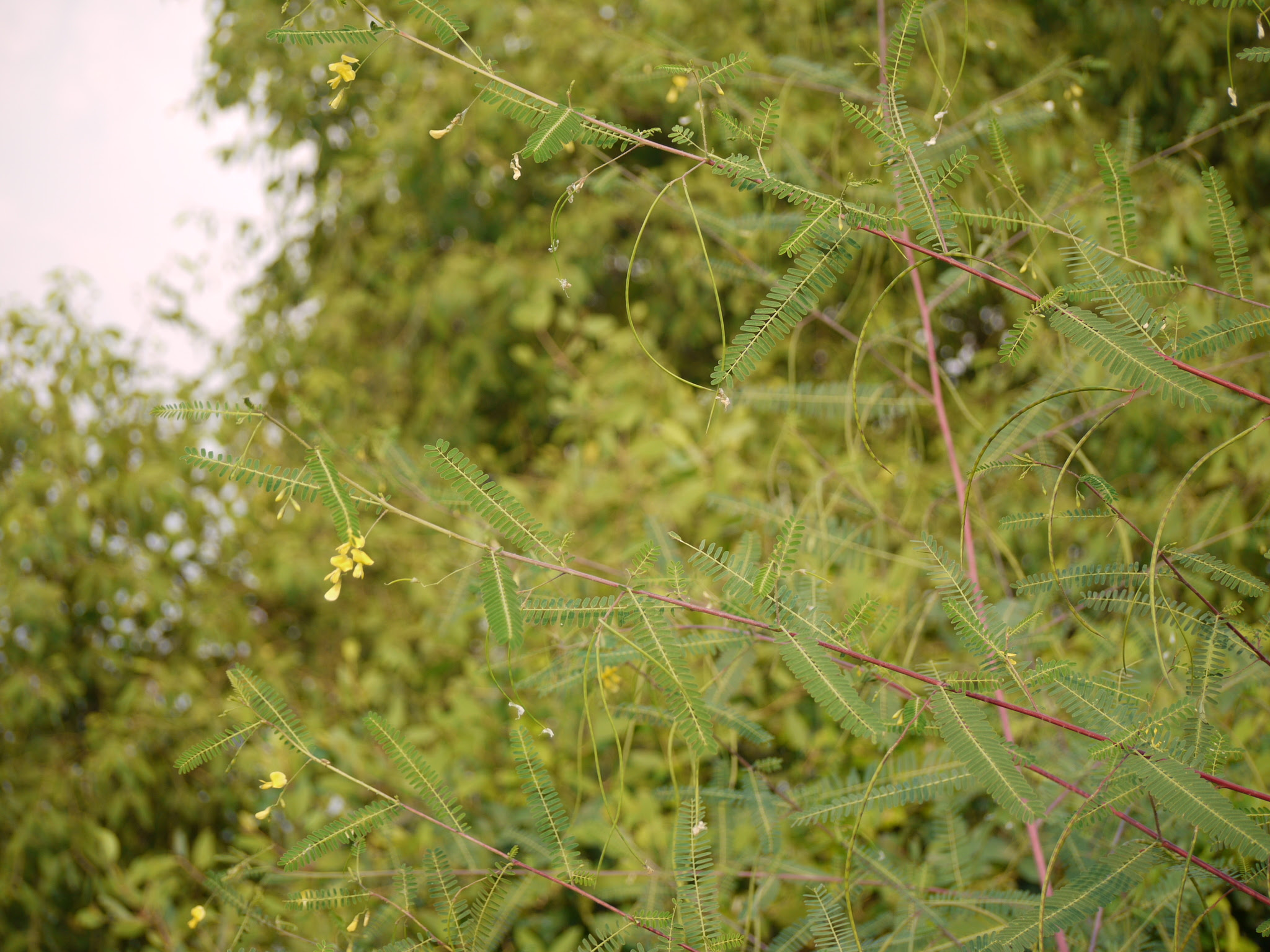 Sesbania bispinosa (Jacq.) W.Wight