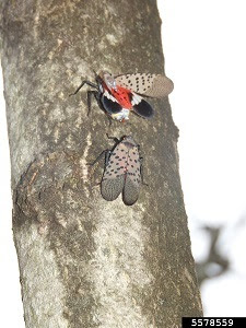 Two spotted lanternflies on a tree trunk