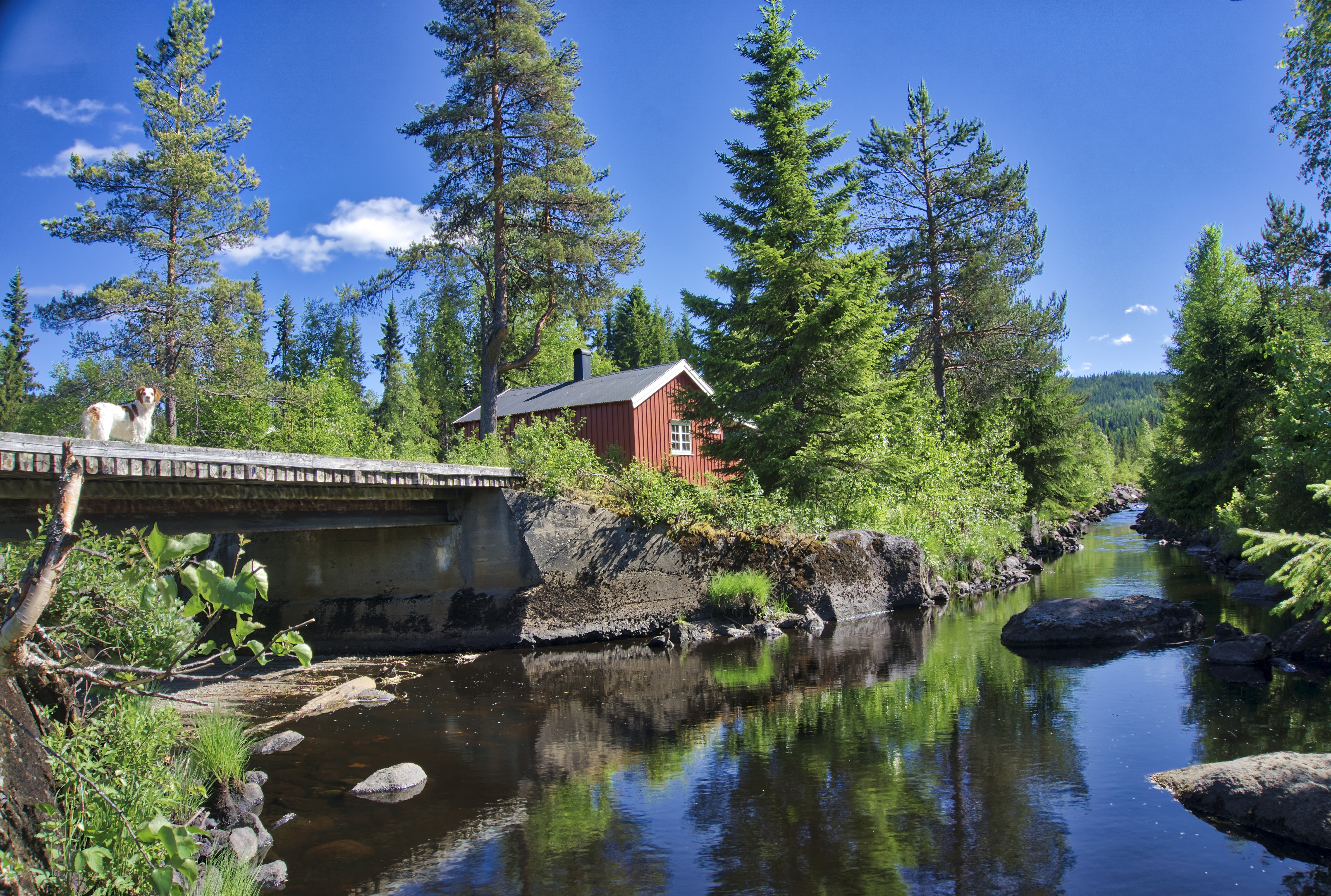 Krakkdammen i Tørberget i Trysil Foto: Torkel Skoglund