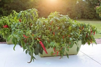 Container Organic Chilli Gardening (Peppers) | Gardening Tips