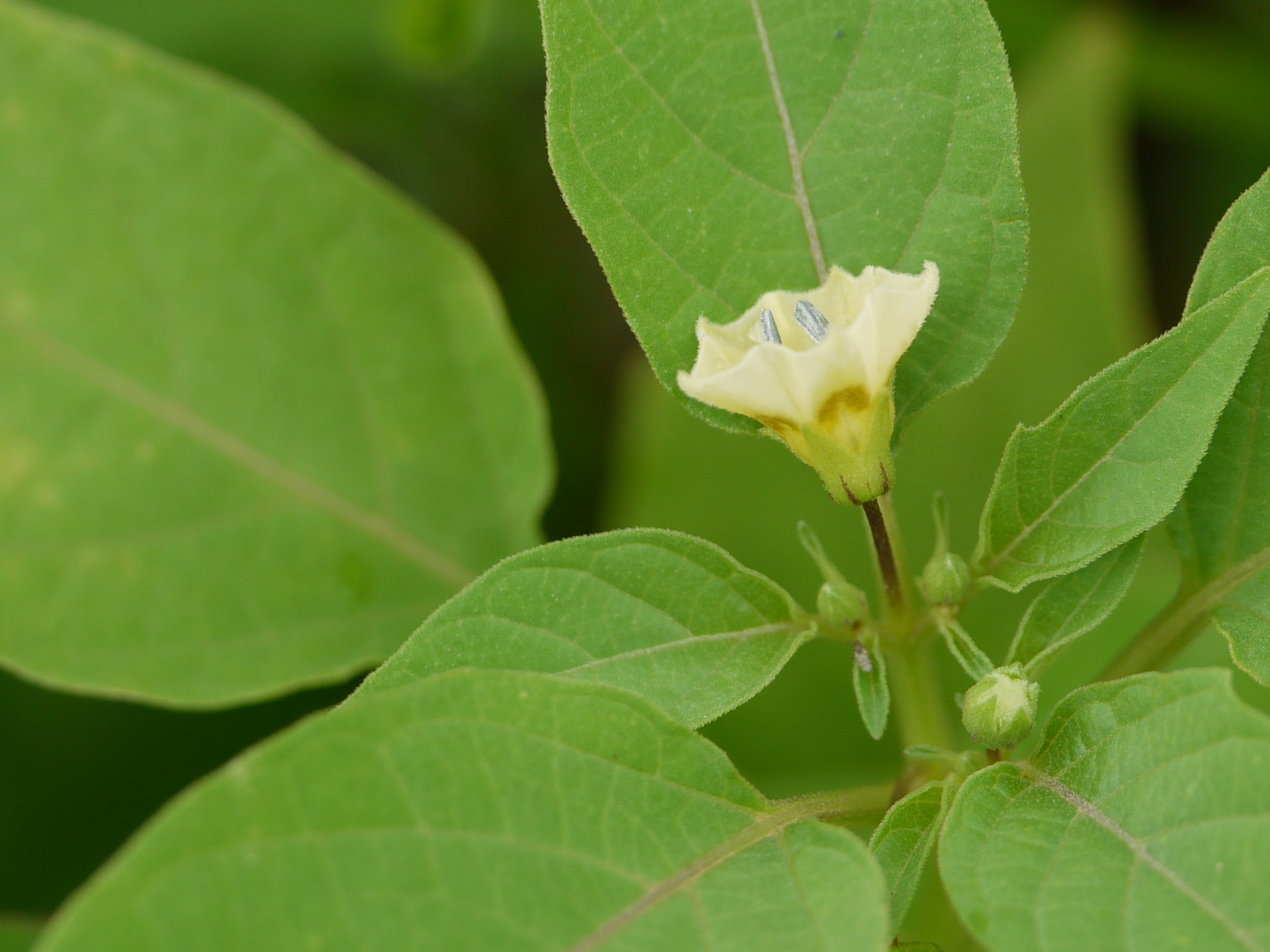 Physalis angulata L.