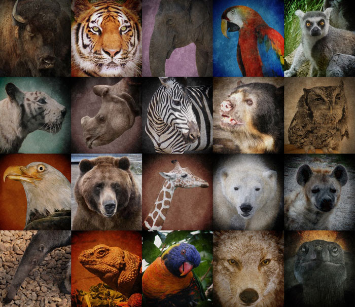 May 18th â Endangered Species Day