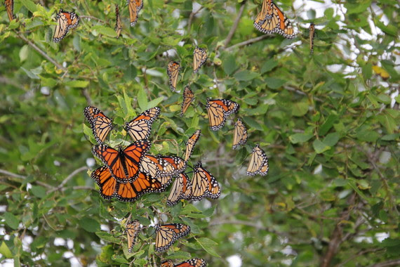 Monarch butterflies roosting in Two Rivers in 2019.