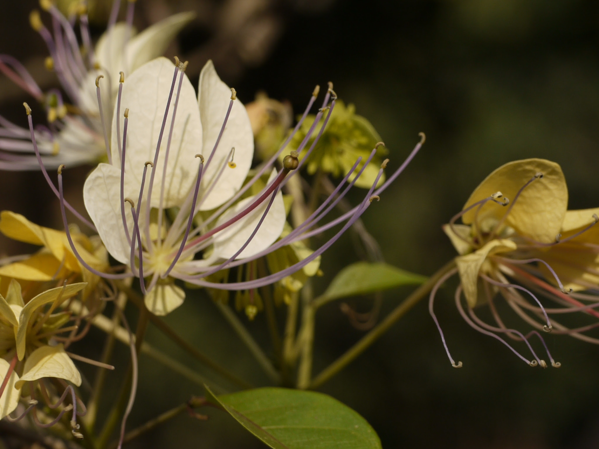 Crateva adansonii subsp. odora (Buch.-Ham.) Jacobs ... FOR VALIDATION